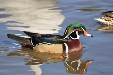 28 Mallard Duck Images Mallard Duck Images Mallard Duck Images ...