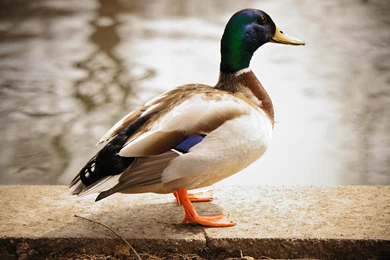 22 Animals Desktop Wallpapers