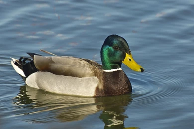 Mallard Duck Wallpapers By John Brosnan On FeelGrafix