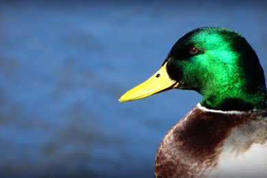 Mallard Duck Images