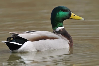 Top Mallard Wallpapers