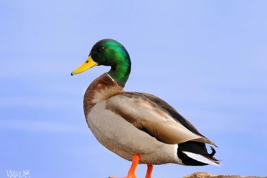 Mallard (Duck)   Wild DelightWild Delight