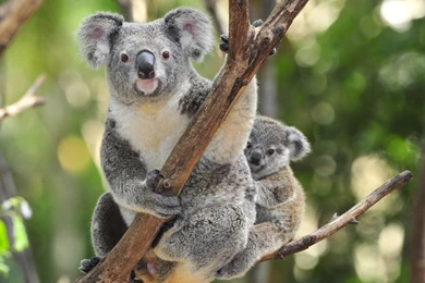 64 Koala HD Wallpapers