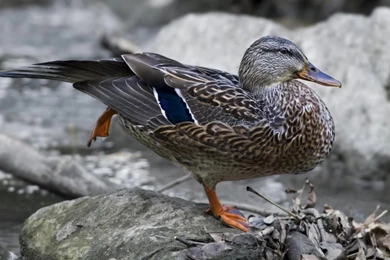 Mallard Wallpapers Related Keywords & Suggestions   Mallard ...