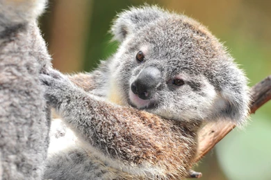 Koala Backgrounds   HD Wallpapers