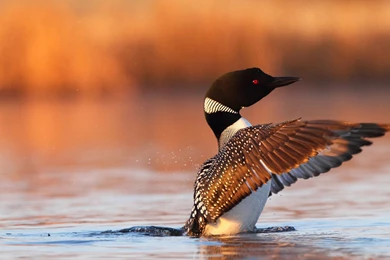 Duck Flying Wallpapers