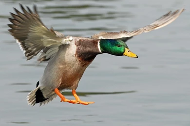 Duck Photography Including Mallards In Flight And Other Duck Species
