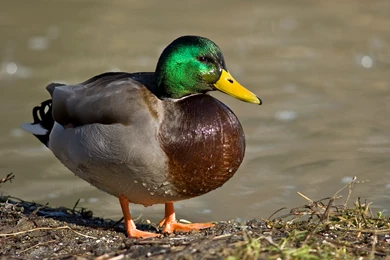 Mallard Duck Pictures