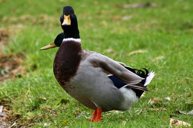 What To Feed Mallard Ducks
