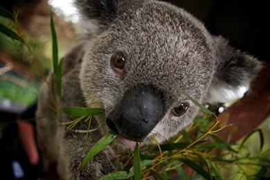 Koala 1680x1050 Wallpapers, 1680x1050 Wallpapers & Pictures Free ...