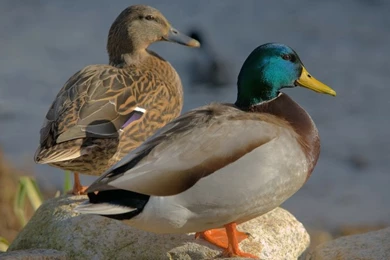 Nature Birds Ducks Mallard Animal World 2560x1600 Wallpapers ...