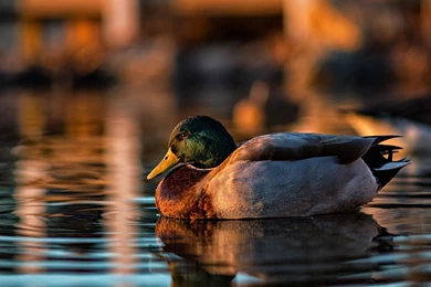 Mallard Duck Wallpapers HD Download Of Beautiful Duck Bird