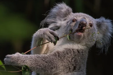 Mac iMac 27 Koala Wallpapers HD, Desktop Backgrounds 2560x1440