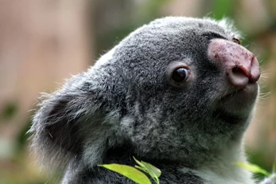 Koala Wallpapers Windows 7