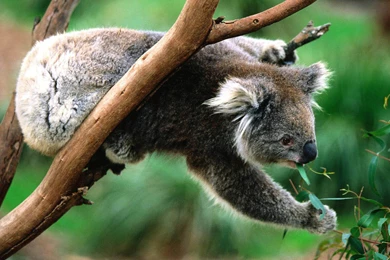 Koala Nice Animals Wallpapers For Backgrounds