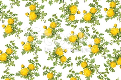 Wallpapers With Yellow Roses