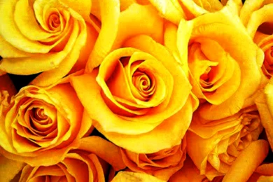 Yellow Roses Images