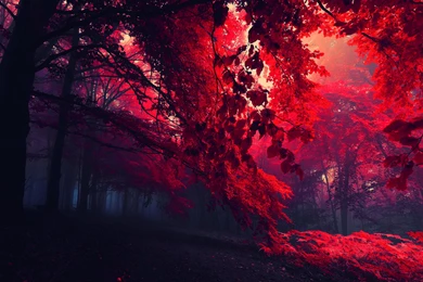 Fall Tumblr Phone Wallpapers : Nature Wallpapers   Ngantukan.com