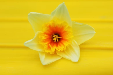 Daffodil Wallpapers   Wallpapers Cave