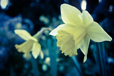 Daffodil, Wallpaper, Homx5gunnem, Tanodvdoeyi (