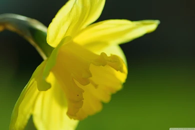 Download Spring Yellow Daffodil Wallpapers Wallpapers Widest