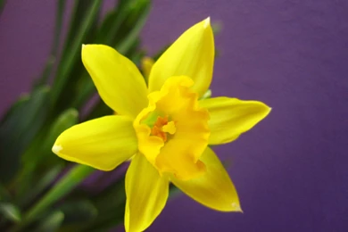 DAFFODIL WALLPAPER   (