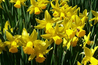 MLeWallpapers.com   Yellow Daffodils