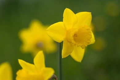 Daffodil Wallpaper,daffodil Wallpapers HD Wallpaper,flower ...