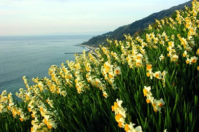 Narcissus Flower : Daffodil Narcissus Flowers In Field 1024x768 ...