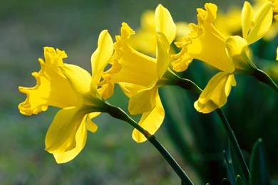 Download Flowers Daffodil Wallpapers 1600x1200