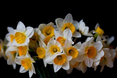 15 Daffodil Wallpapers 3 1016 :: Daffodils Flowers Hd Wallpapers