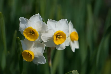 18 Daffodil Wallpapers 11 294 :: Daffodils Flowers Hd Wallpapers