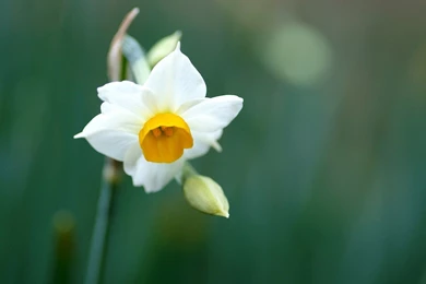 Flowers Daffodil Wallpaper Backgrounds Free ~ Flowers For High ...