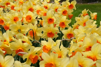 HD Lovely Path Wallpapers