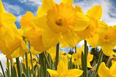 YELLOW NARCISSUS FLOWERS WALLPAPER   (