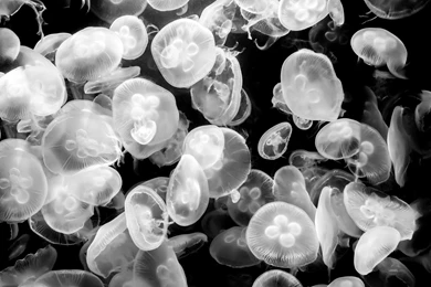 Jellyfish Medusozoa Black White 4K Ultra HD Desktop Wallpapers