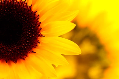 Sunflower Desktop Backgrounds