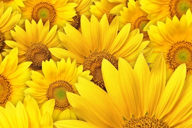 Yellow Sunflower Backgrounds HD Wallpapers