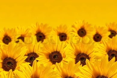 Sunflower Backgrounds With Copyspace
