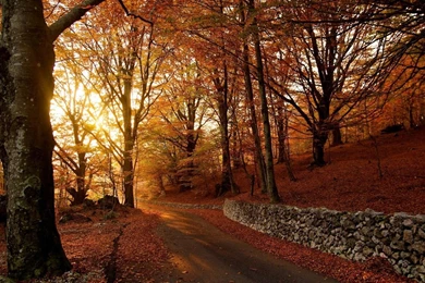 Autumn Wallpapers   Android Apps On Google Play