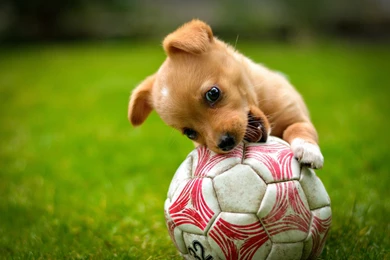 Ball Game Red Dog Lawn Puppy Soccer Wallpapers
