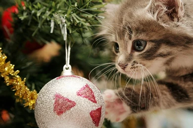 Christmas Cute Kittens HD Photography Wallpapers 12 － Holiday ...