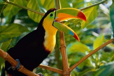 Beautiful Bird Toucan Costa Rica Desktop Wallpapers Hd For Mobile ...