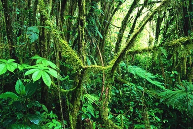 Summer Forest Wallpapers   Crazy Frankenstein