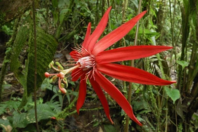 Costa Rica National Park Landscapes Passion Flowers Wallpapers ...