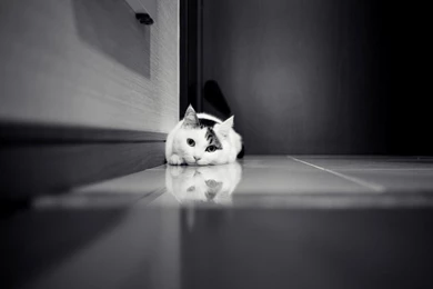 1152x864 Lying Cat Monochrome Wallpapers