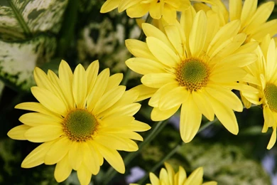 Yellow Colour Wallpapers   Wallpapers Cave