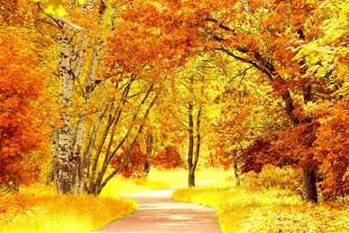 Yellow Color Wallpapers   Wallpaper, High Definition, High Quality ...