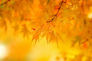 Yellow Orange Free Wallpapers In HD Photo Gallery