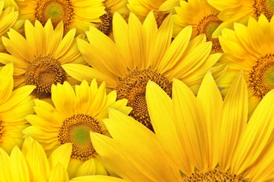 Download These 42 Yellow Wallpapers In High Definition For Free